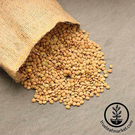 Green Lentils (Organic) - Bulk Grains & Foods