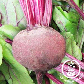 Green Top Bunching Beets Seeds