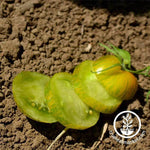 Tomato Green Zebra Organic Seed