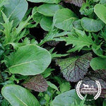 Organic Braising Greens Seeds - Non-GMO