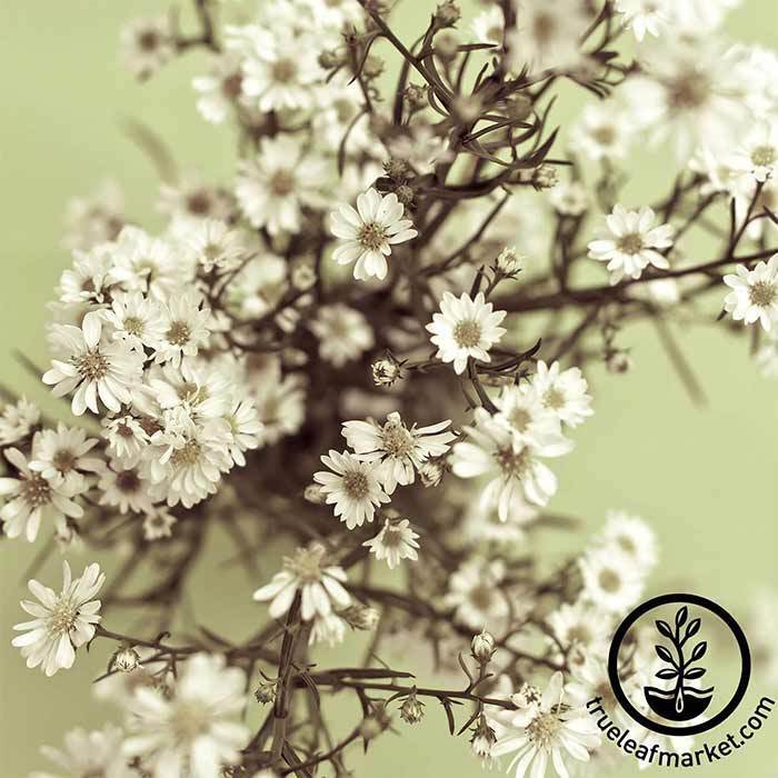 Baby's Breath Seed (Gypsophila) – Starfish Honey