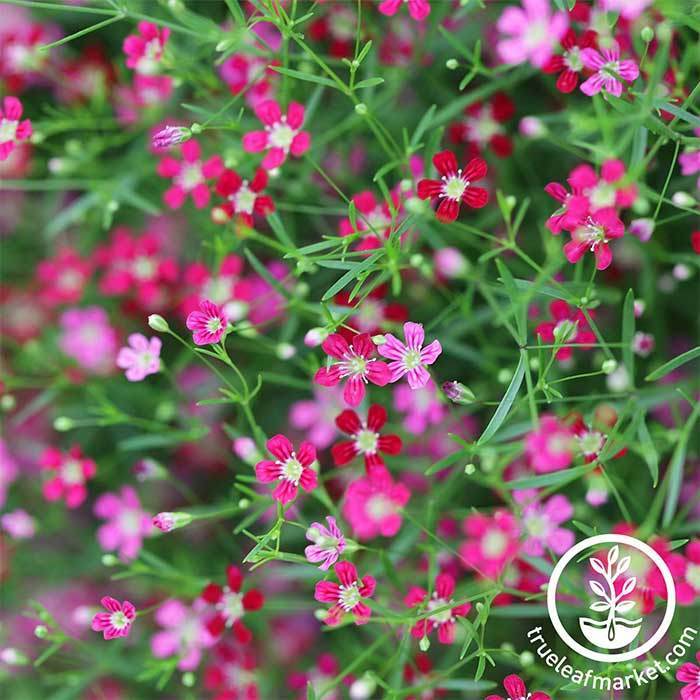 Preserved Baby's Breath Gypsophila - Dark Orange (Medium-to-Large