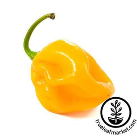 Hot Habanero Pepper Caribbean Yellow
