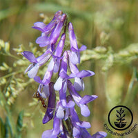 Hairy Vetch Cover Crop Seed