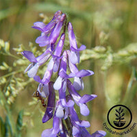Hairy Vetch Cover Crop Seeds - Organic