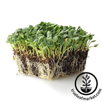 cantaloupe microgreens white background