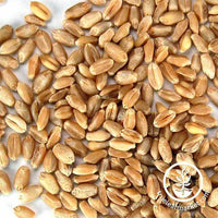 Non-GMO Organic Hard White Wheat