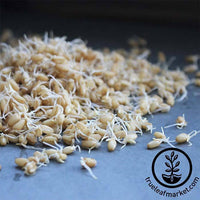 Wheat - Hard White (Organic) - Sprouting Seeds