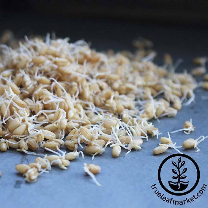 Wheat - Hard White (Organic) - Sprouting Seeds