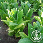 Harrow Velvet Tobacco Seeds