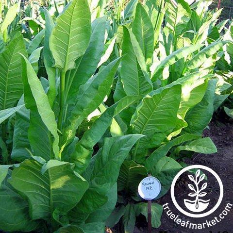 Havana 142 Tobacco Seeds