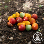 Heirloom Organic Cherry Tomato Collection - 6 Pack