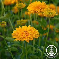 Heliopsis Summer Sun Flower Seed