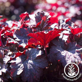 Heuchera Melting Fire Plant Seed