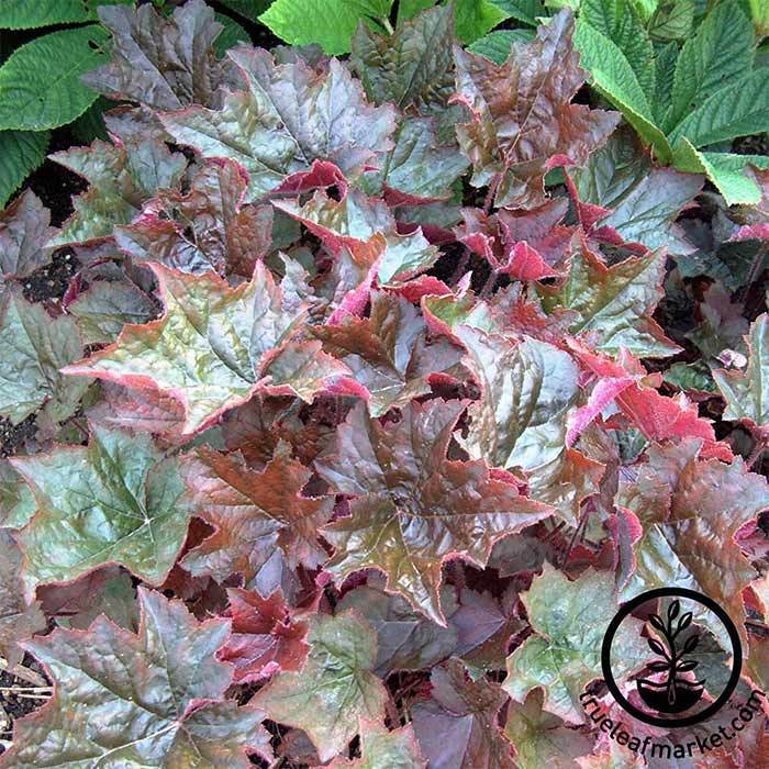 Heuchera Purple Palace Seed