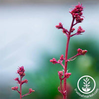 Heuchera Ruby Bells Plant Seeds