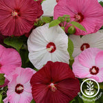 Hibiscus Luna Series Mix Flower Seed