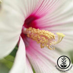 Hibiscus Luna Series Rose Seed