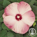 Hibiscus Luna Series Pink Swirl Seed