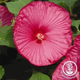 Hibiscus Luna Series Red Improved Seed