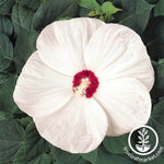 Hibiscus Luna Series White Seed