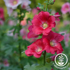 Hollyhock Indian Spring Seed