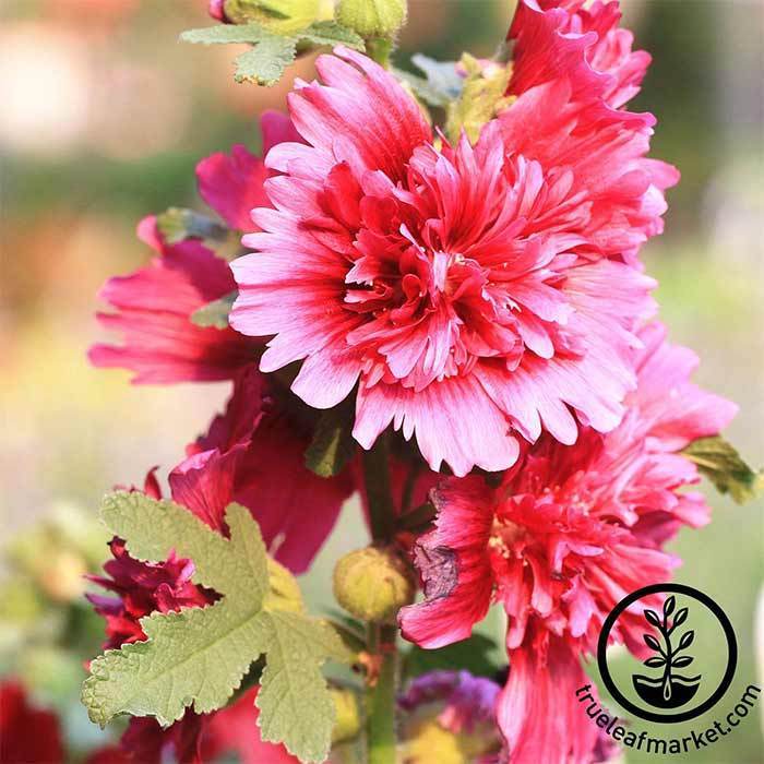 Hollyhock Queeny Purple Seed