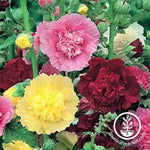 Hollyhock Summer Carnival Mix Seed