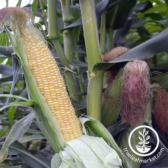 Corn (syn) - Honey Select Hybrid Garden Seed