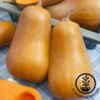 Honeybaby F1 Squash seeds