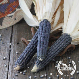 Organic Blue Hopi Corn Seeds