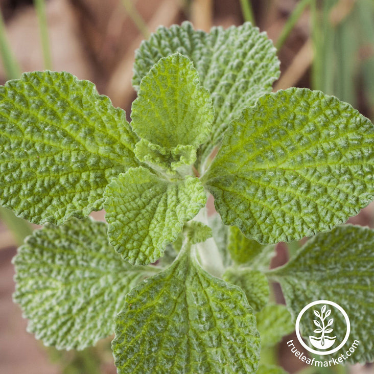 horehound