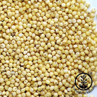 Non-GMO Organic hulled Millet