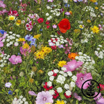 Hummingbird/Butterfly Friendly Wildflower Seed blend