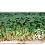 Chia Growing Kit - Hydroponic Sprouted Microgreens