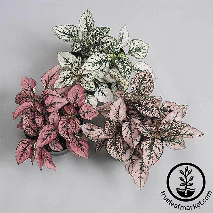 Hypoestes - Splash Select Decorative Ornamental Plant · True Leaf Market