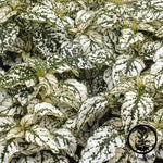 Hypoestes Splash Select Series White Seed