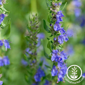 Hyssop Herb Seed