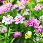 Iberis Candytuft Empress Mixture Seed