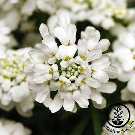 Iberis Candytuft Dwarf Fairy Mixture Seed