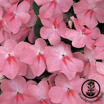 Impatiens Accent Series Coral Seed