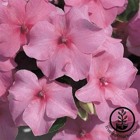 Impatiens Accent Series Deep Pink Seed