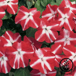 Impatiens Accent Series Red Star Seed
