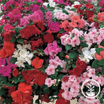 Impatiens Accent Series Mixture Seed