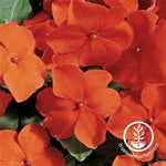 Impatiens Accent Series Orange Seed