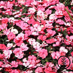 Impatiens Accent Series Peppermint Mix Seed