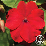 Impatiens Accent Series Red Seed