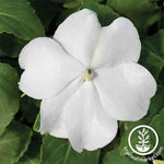 Impatiens Accent Series White Flower Seed