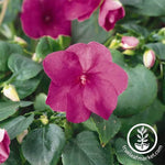 Impatiens Accent Series Violet Seed