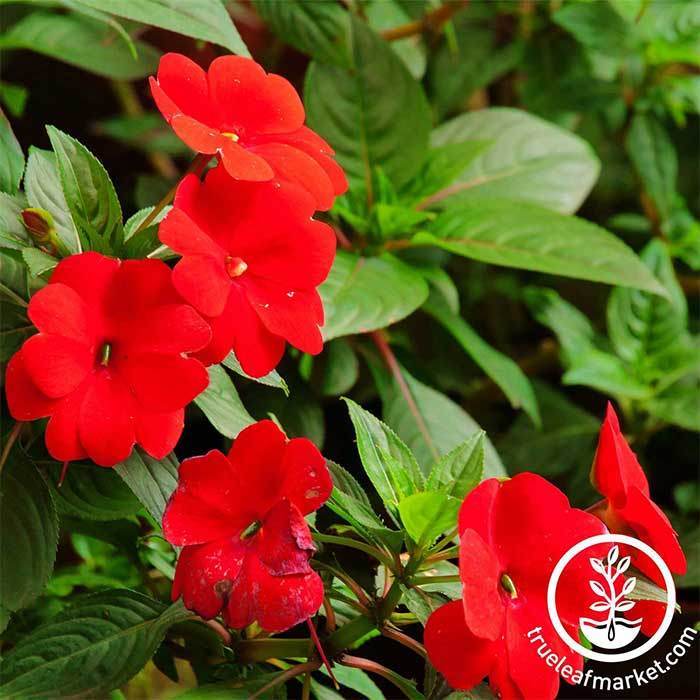 Impatiens Dazzler Series Cranberry Seed